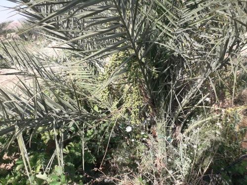 Vente Terrain Agricole Biskra El hadjeb