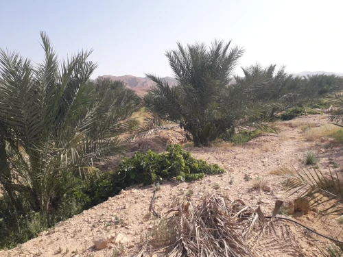 Vente Terrain Agricole Biskra El hadjeb