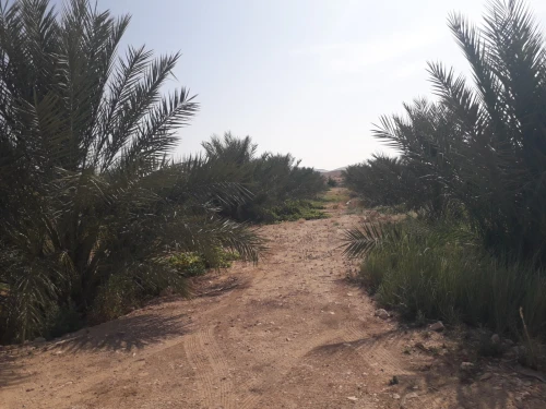 Vente Terrain Agricole Biskra El hadjeb