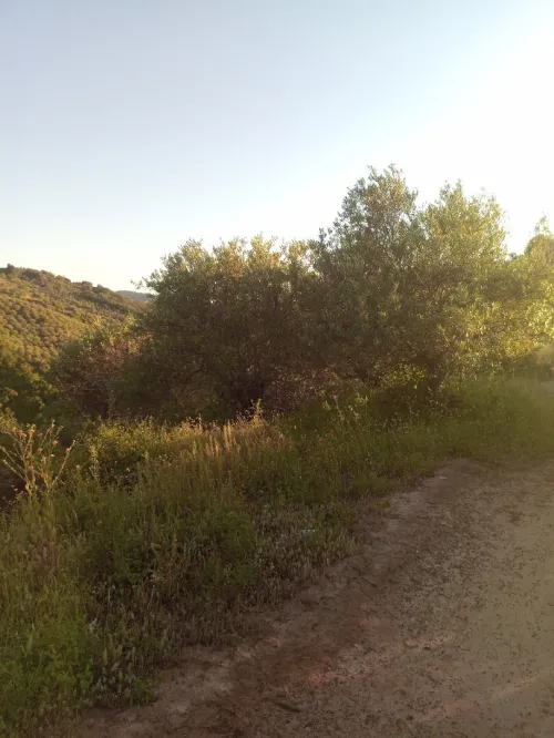 Vente Terrain Jijel El kennar nouchfi