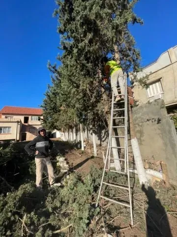 Société nettoyage jardin Abattage Et Élagage Des Arbres تقطيع الاشجار