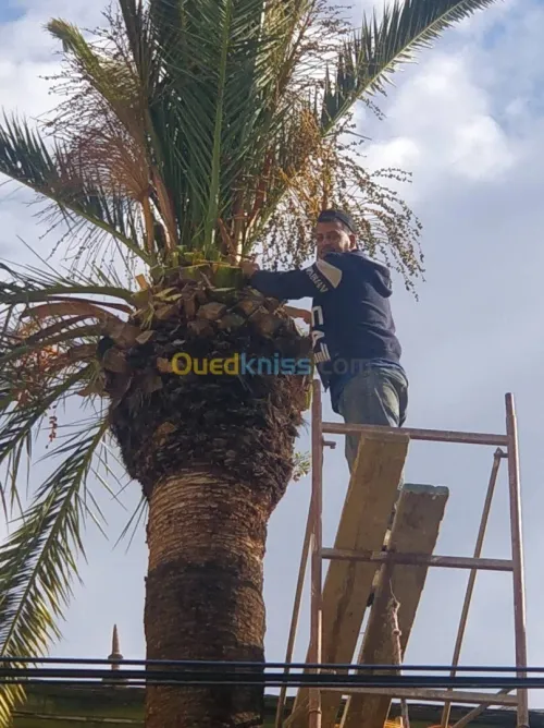 Abattage Et Élagage Des Arbres