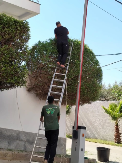 Abattage Et Taille De Tout Type D'arbres,'L Nettoyage Jardin