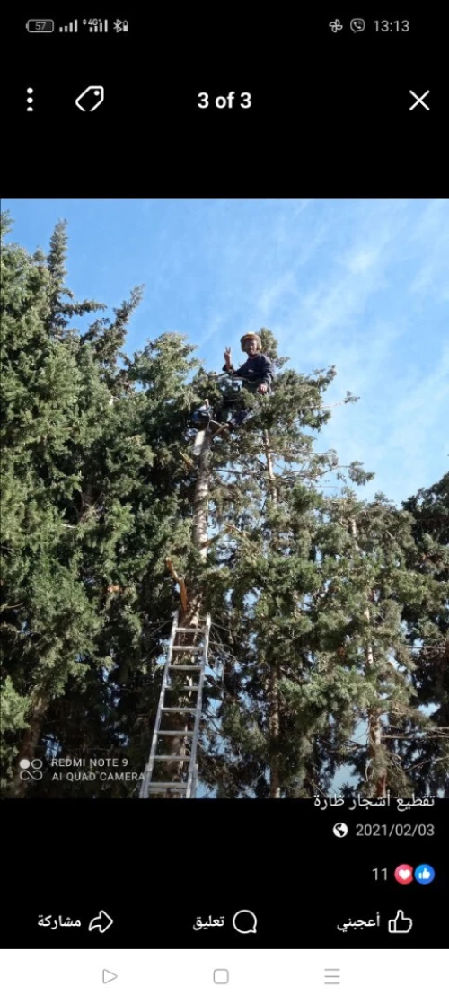 Abattage Des Arbres تقطيع اشجار
