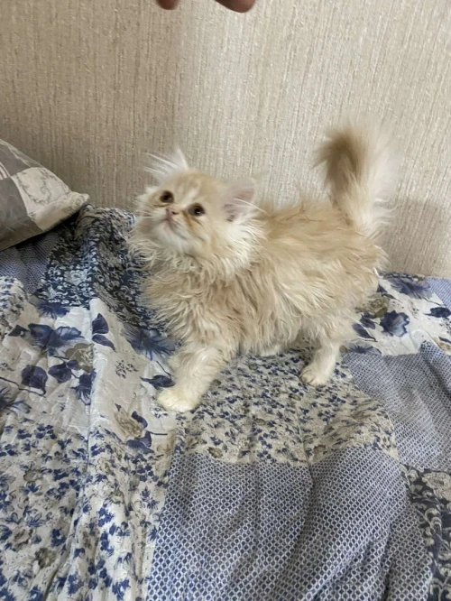 Chat persan 