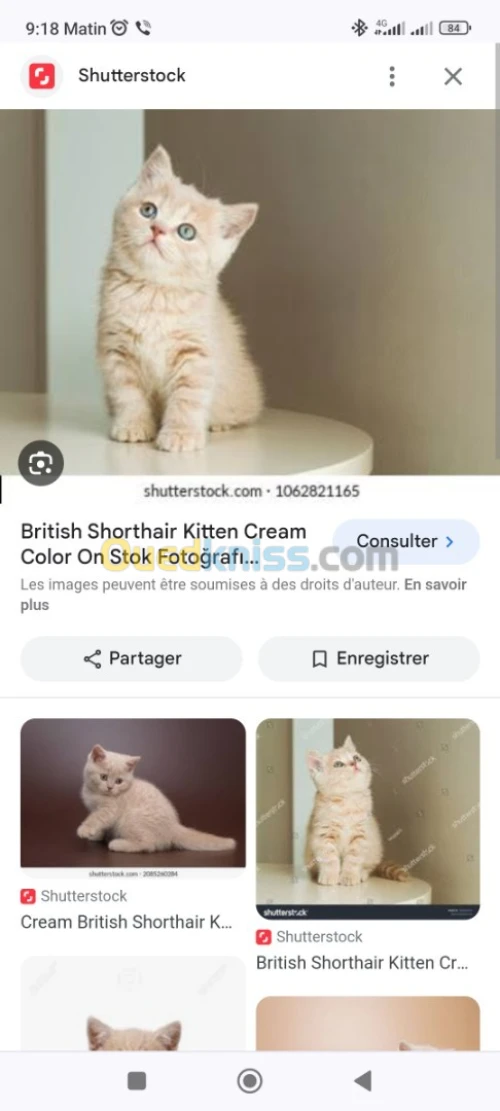 Britich 