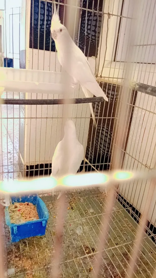  oiseaux calopsitte طائر الكوكتيل
