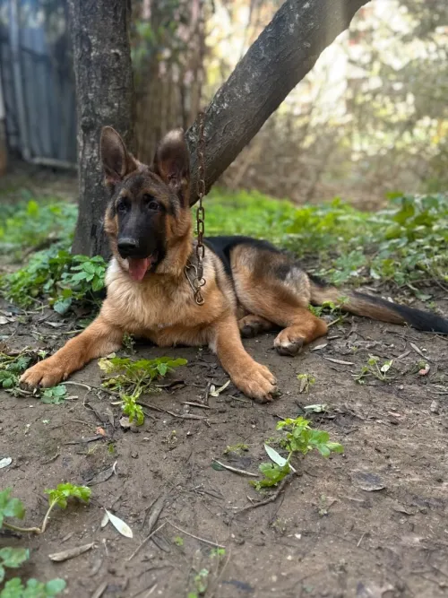 Chiot berger allemand