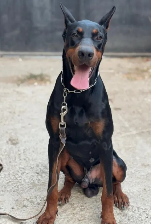 Chio Dobermann noire et feu