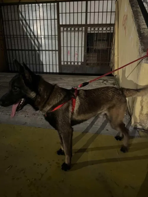 chien malinois 