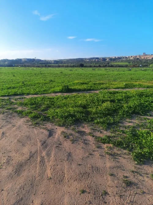 Vente Terrain Agricole Oran Ben freha