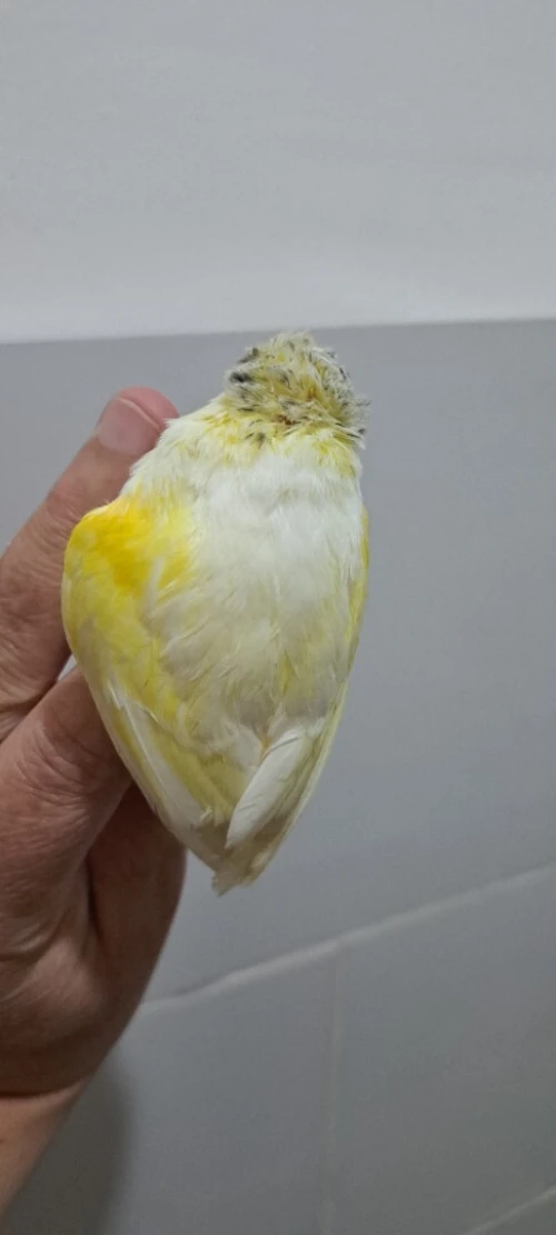 Canari