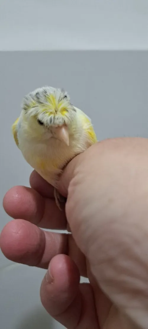 Canari