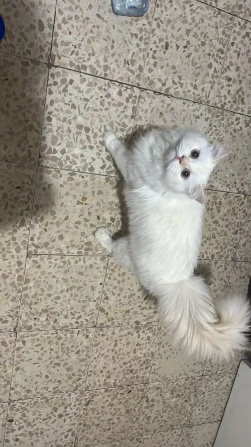 Chat person