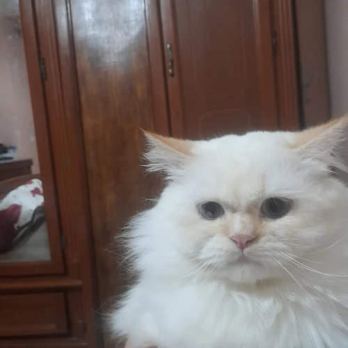 Chat persan