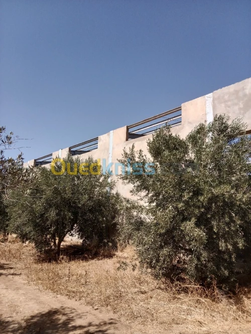 Location Hangar Tlemcen Hennaya