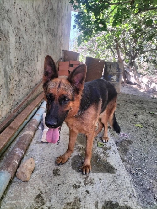 Berger allemande femela 2ans