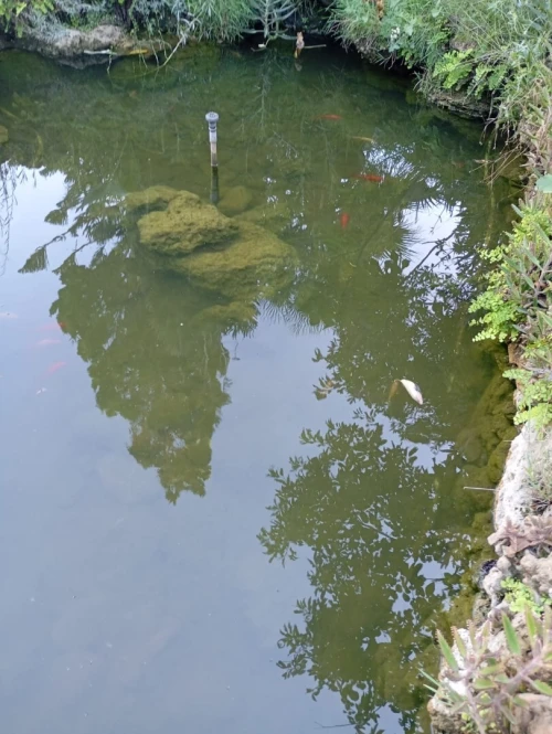 Supresseur + Bassin à poisson