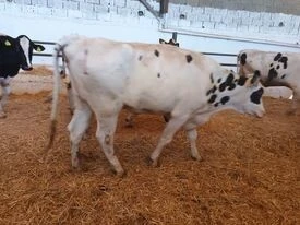 أبقار والعجول نوعية وصحة جيدة vaches et veaux dengraissements