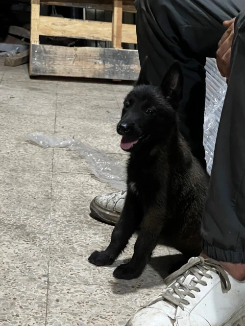 Chien