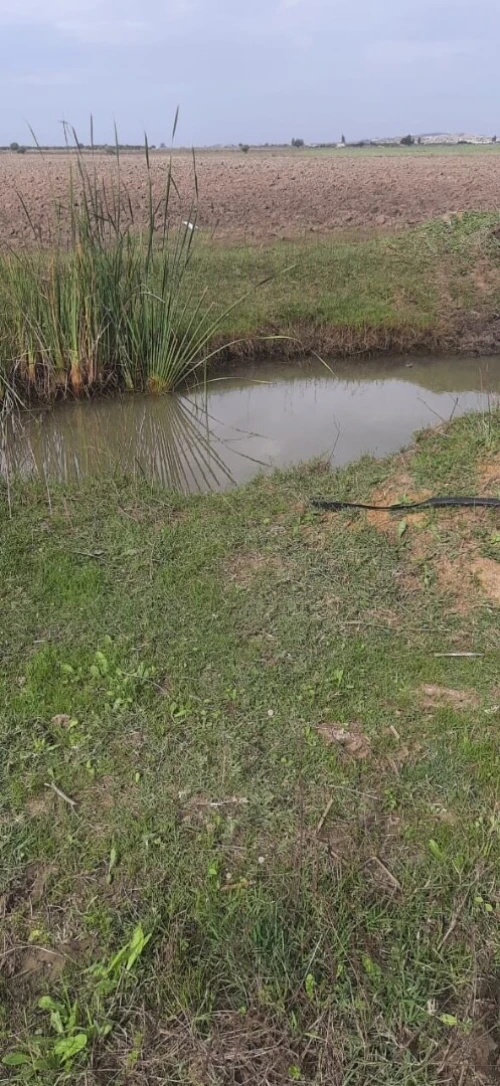 Vente Terrain Agricole Skikda Azzaba