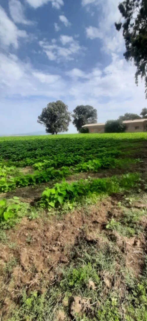 Vente Terrain Agricole Skikda Azzaba
