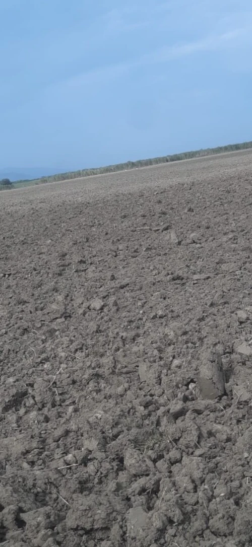Vente Terrain Agricole Skikda Azzaba