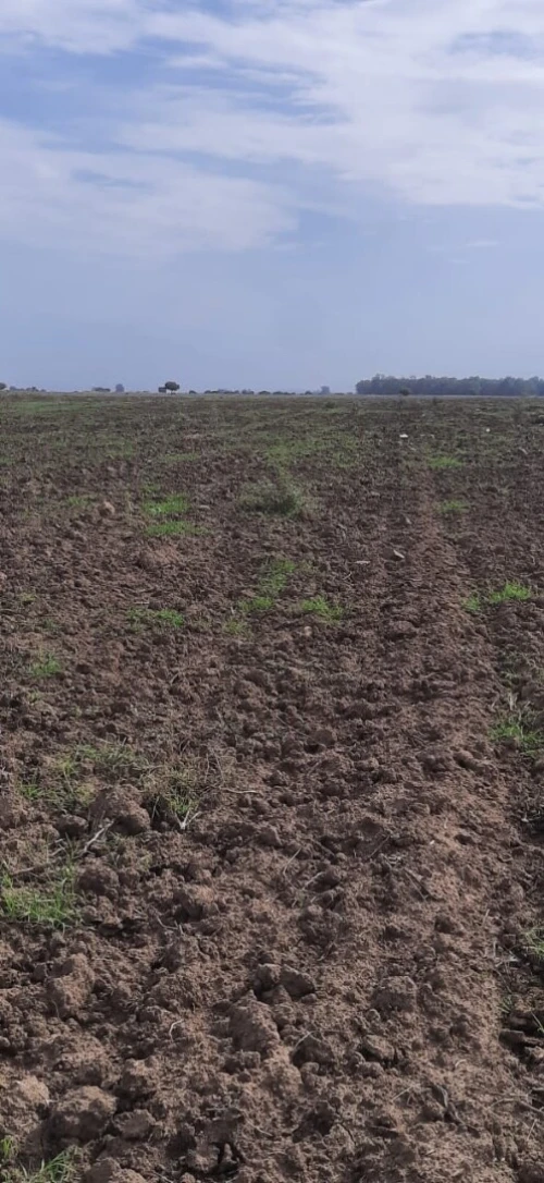Vente Terrain Agricole Skikda Azzaba