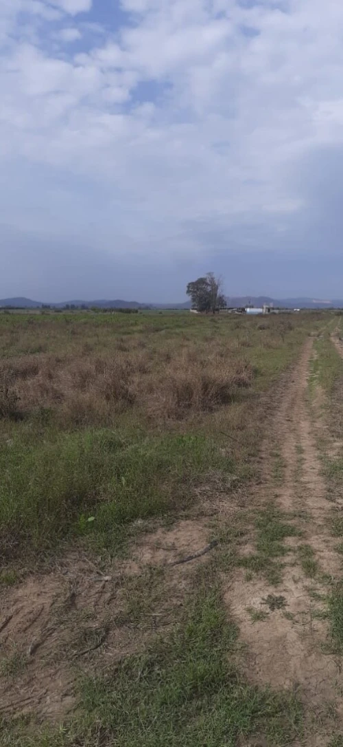 Vente Terrain Agricole Skikda Azzaba