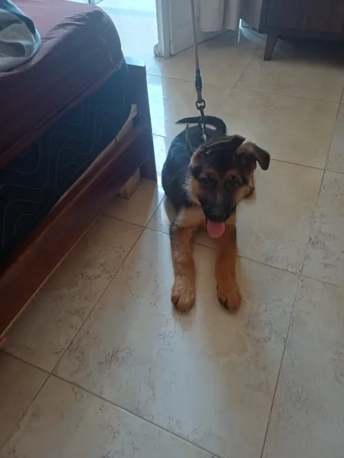 Berger Allemand 