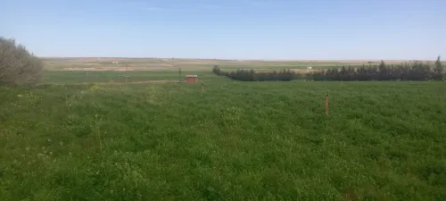 Vente Terrain Agricole Djelfa Ain oussara