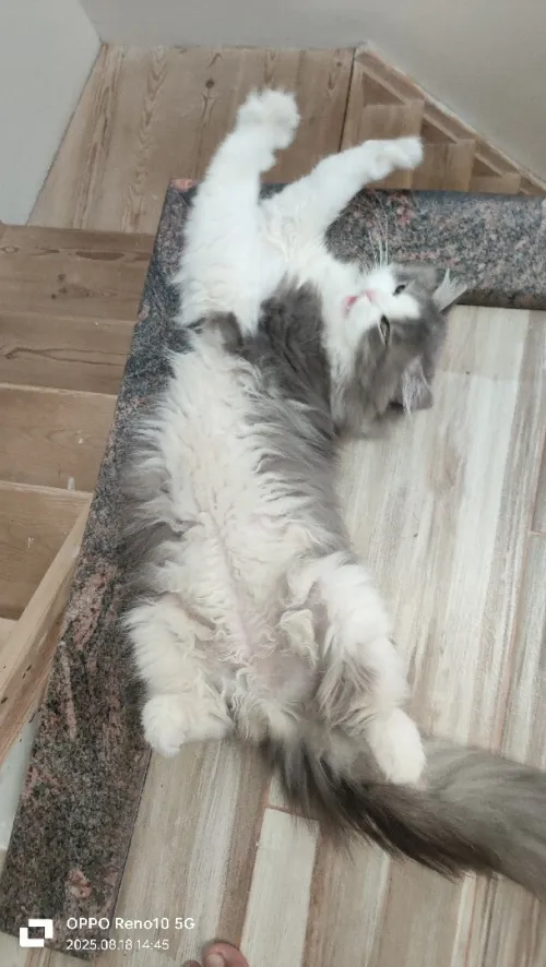 Un chat 