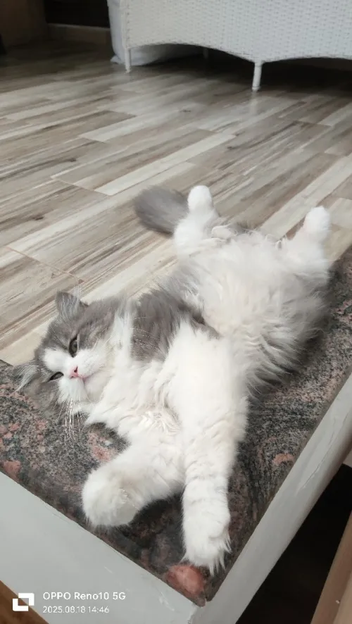 Un chat 