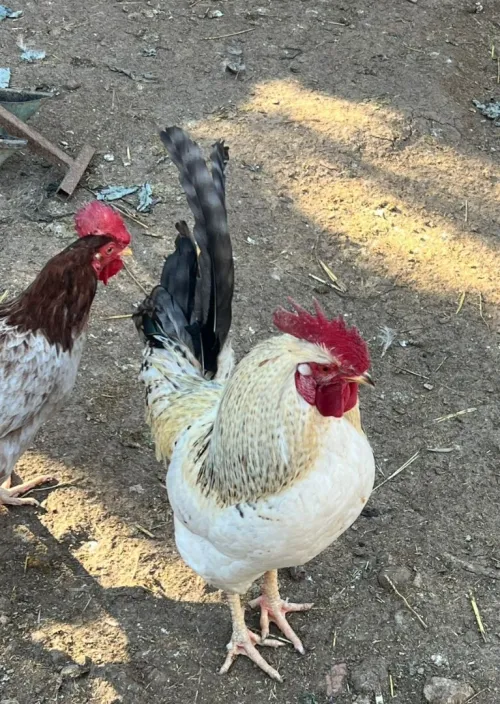 دجاج عربي