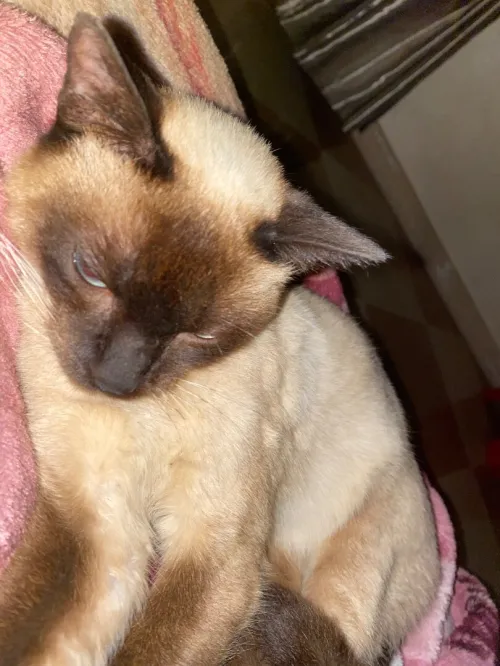 chat siamois