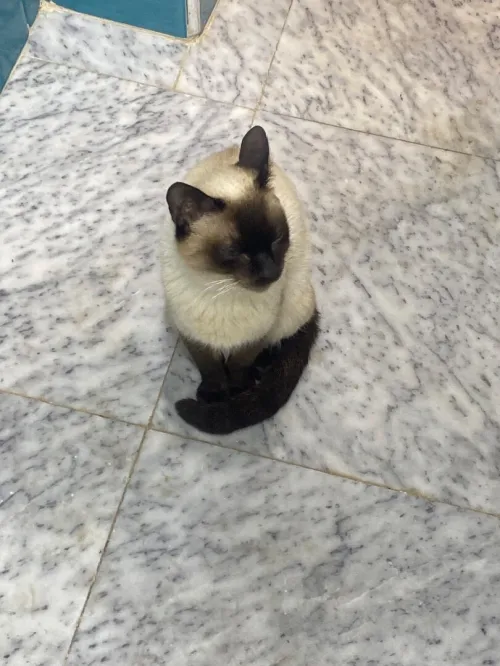 chat siamois