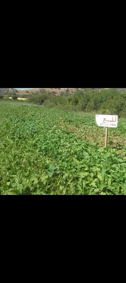 Vente Terrain Bouira Kadiria