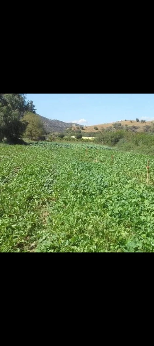 Vente Terrain Bouira Kadiria
