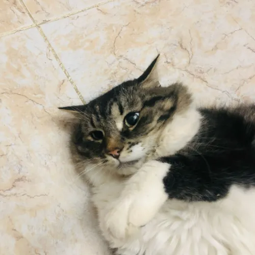 شارع لافنطون بوزريعة