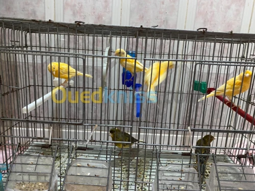 canari ordinaire 