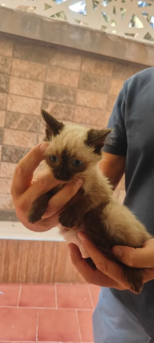 chat siamois 