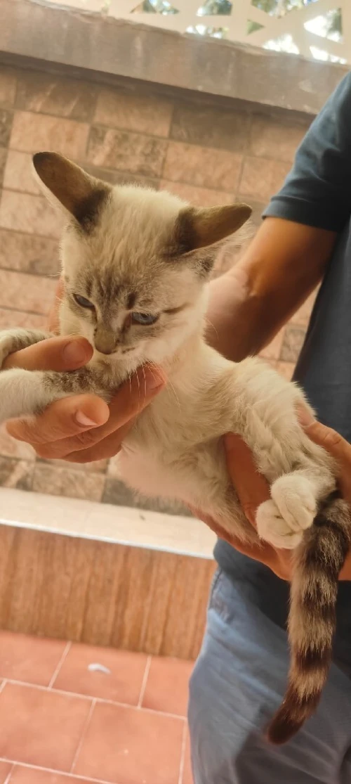 chat siamois 