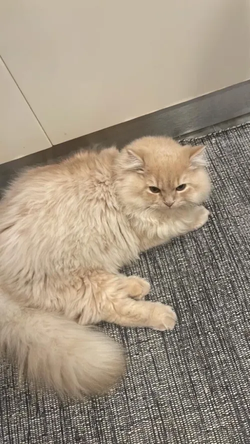 Chat persan à vendre 