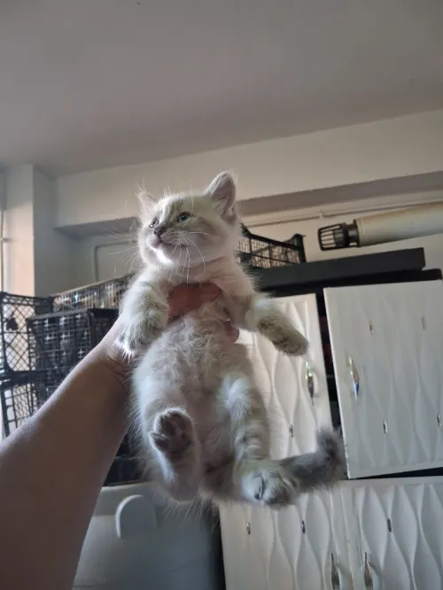 Chat siamois tigré 