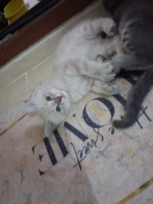 Chat siamois tigré 