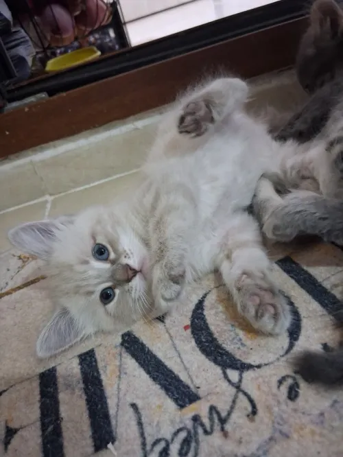 Chat siamois tigré 