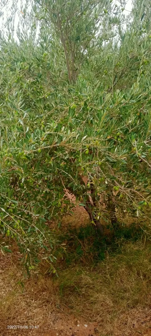 Vente Terrain Agricole Ouled Djellal Ouled Djellal