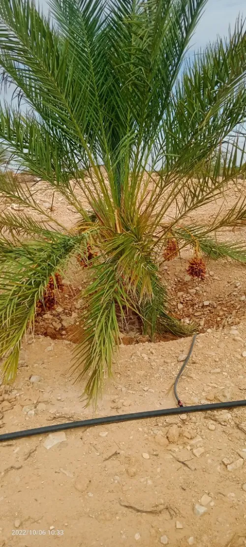 Vente Terrain Agricole Ouled Djellal Ouled Djellal