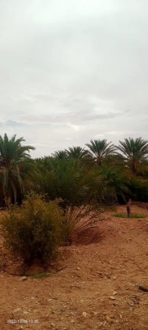 Vente Terrain Agricole Ouled Djellal Ouled Djellal