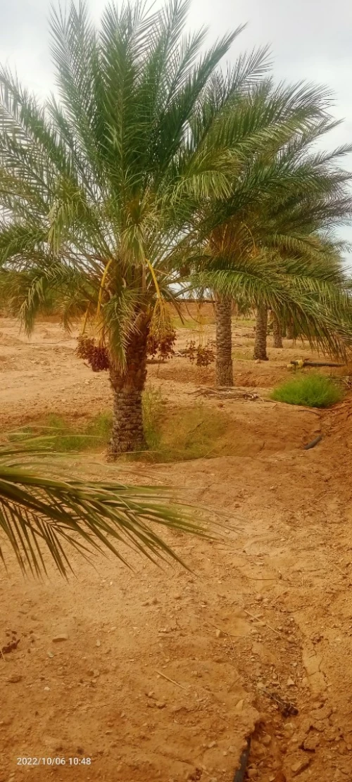 Vente Terrain Agricole Ouled Djellal Ouled Djellal